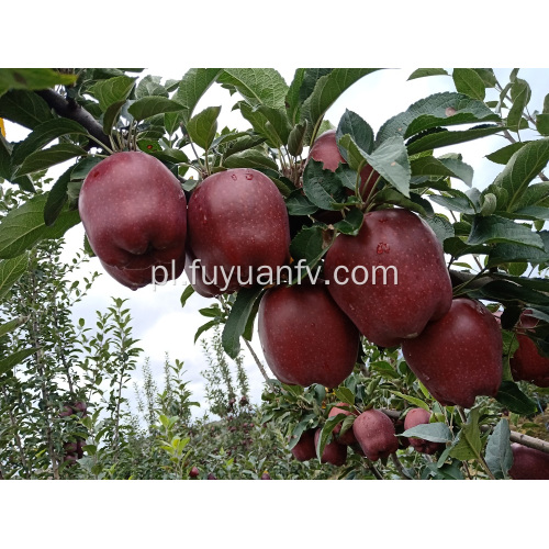 2019 rok nowe świeże jabłko Huaniu